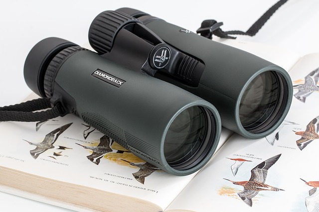 bird watching on vacation