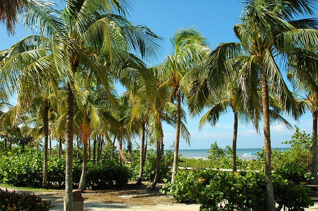 palm trees