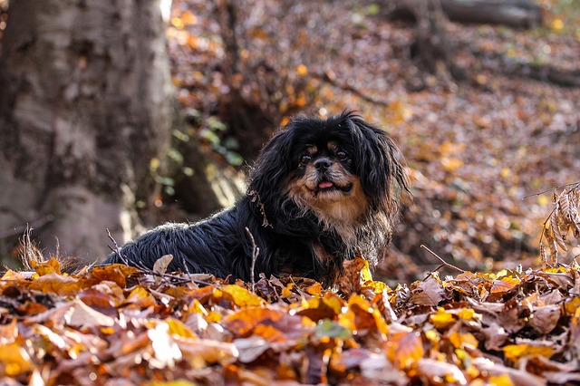 go on vacation with your dog