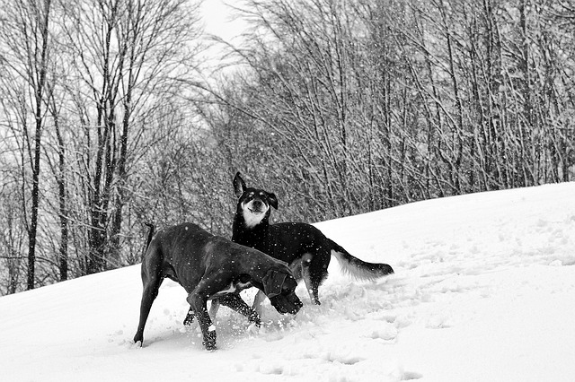 dogs playing in the snow