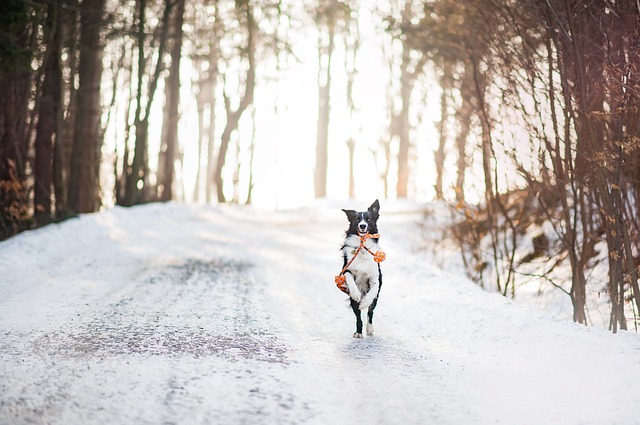 georgia pet friendly vacation