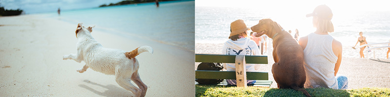 Find pet-friendly events probably ranks high on your vacation planning to-do list