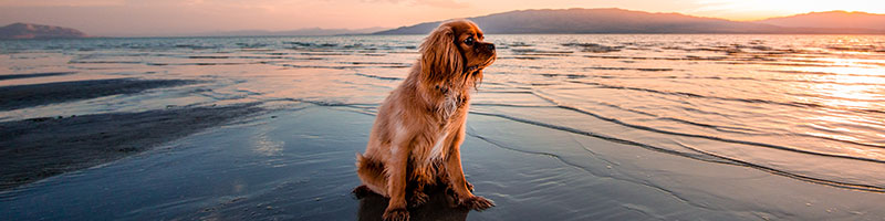 Find pet-friendly events probably ranks high on your vacation planning to-do list