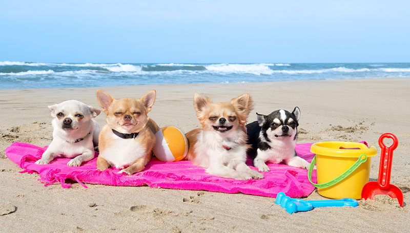 Find pet-friendly events probably ranks high on your vacation planning to-do list