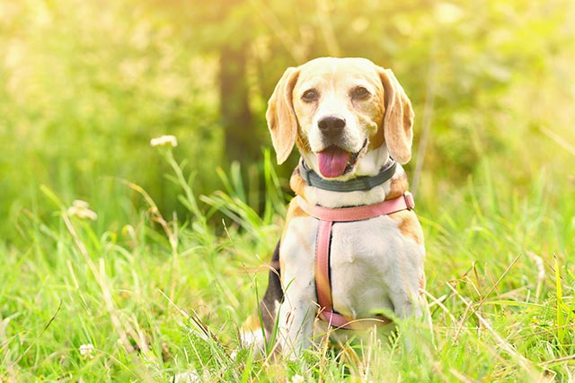 beautiful dog