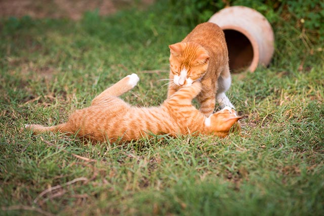 ultimate pet friendly vacation guide